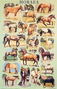 Plakat - Heste